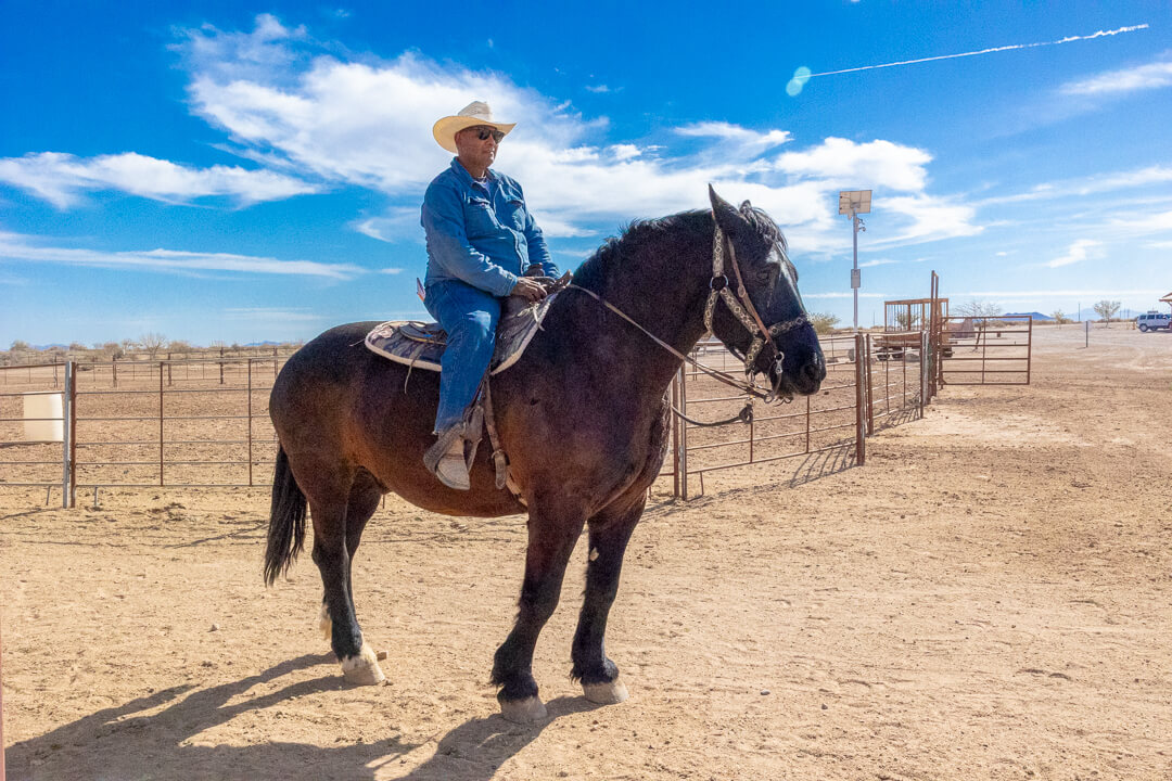 Do you have larger horses?